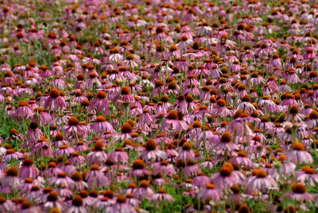 Purpur-Sonnenhut, Echinacea purpurea, auch Roter Scheinsonnenhut. Die Wirkstoffe von Purpursonnenhutkraut-Presssaft werden bei der Kurzzeit-Anwendung zur Vorbeugung und Behandlung von Erkaeltungskrankheiten zur Stimulierung des Immunsystems genutzt. 1fx-947939