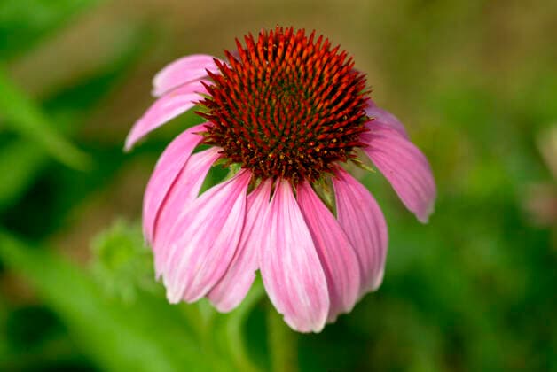 Purpur-Sonnenhut, Echinacea purpurea, auch Roter Scheinsonnenhut. Die Wirkstoffe von Purpursonnenhutkraut-Presssaft werden bei der Kurzzeit-Anwendung zur Vorbeugung und Behandlung von Erkaeltungskrankheiten zur Stimulierung des Immunsystems genutzt. 1fx-947938