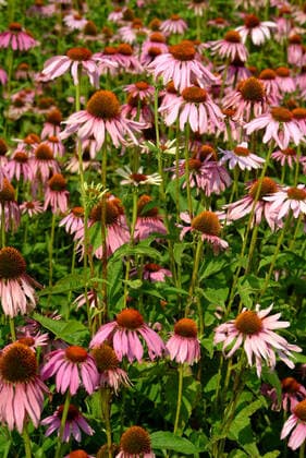 Purpur-Sonnenhut, Echinacea purpurea, auch Roter Scheinsonnenhut. Die Wirkstoffe von Purpursonnenhutkraut-Presssaft werden bei der Kurzzeit-Anwendung zur Vorbeugung und Behandlung von Erkaeltungskrankheiten zur Stimulierung des Immunsystems genutzt. 1fx-947950