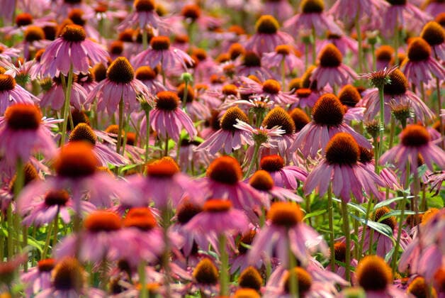 Purpur-Sonnenhut, Echinacea purpurea, auch Roter Scheinsonnenhut. Die Wirkstoffe von Purpursonnenhutkraut-Presssaft werden bei der Kurzzeit-Anwendung zur Vorbeugung und Behandlung von Erkaeltungskrankheiten zur Stimulierung des Immunsystems genutzt. 1fx-947955