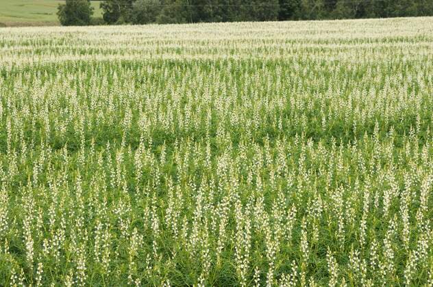 Lupinenfeld (Lupinus) Boregine , Insel Rügen, Mecklenburg-Vorpommern, Deutschland, Europa *** Lupine field Lupinus boregine , Island of Rügen, Mecklenburg Vorpommern, Germany, Europe Copyright: imageBROKER/O.xDiez ibldzo05154273.jpg