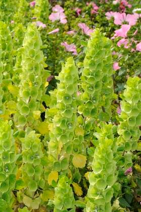  Muschelblume (Moluccella laevis) *** Shell flower Moluccella laevis Copyright: imageBROKER/O.xDiez ibldzo05154395.jpg