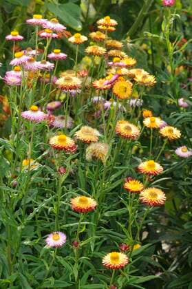  Garten-Strohblume (Helichrysum bracteatum) *** Garden strawflower Helichrysum bracteatum Copyright: imageBROKER/O.xDiez ibldzo05154396.jpg