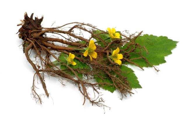Blutwurz, Potentilla erecta, auch Dilledapp, Durmentill, Natternwurz, Rotwurz, Ruhrwurz, Siebenfinger oder Tormentill. Blutwurz wirkt adstringierend, austrocknend und entzuendungshemmend, Zubereitungen werden daher aeusserlich in Form von Spuelungen bei entzuendlichen Erkrankungen der Mund- und Rachenschleimhaut, bei Entzuendungen des Zahnfleischs und anderen Erkrankungen des Rachens und des Kehlkopfes und gegen Haemorrhoiden verwendet, sowie bei Verbrennungen. Innerlich genommen werden sie bei Durchfallerkrankungen eingesetzt und sind indiziert bei Enteritis und Fieber sowie zur Staerkung des Magens., Originaldatum nicht bekannt 1fx-947086