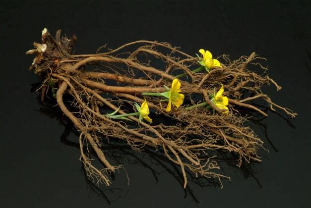Blutwurz, Potentilla erecta, auch Dilledapp, Durmentill, Natternwurz, Rotwurz, Ruhrwurz, Siebenfinger oder Tormentill. Blutwurz wirkt adstringierend, austrocknend und entzuendungshemmend, Zubereitungen werden daher aeusserlich in Form von Spuelungen bei entzuendlichen Erkrankungen der Mund- und Rachenschleimhaut, bei Entzuendungen des Zahnfleischs und anderen Erkrankungen des Rachens und des Kehlkopfes und gegen Haemorrhoiden verwendet, sowie bei Verbrennungen. Innerlich genommen werden sie bei Durchfallerkrankungen eingesetzt und sind indiziert bei Enteritis und Fieber sowie zur Staerkung des Magens., Originaldatum nicht bekannt 1fx-947089