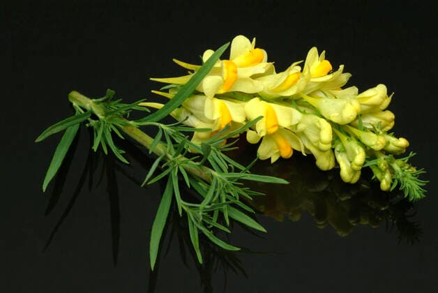 Echtes Leinkraut, Linaria vulgaris, auch Gemeines Leinkraut, Gewoehnliches Leinkraut, Kleines Loewenmaul sowie Frauenflachs. Heilpflanze, Heilwirkung: entgiftend, Gelbsucht, Wassersucht, oedeme, Haemorrhoiden, Juckreiz, Wunden, Verstopfung, Fisteln, Geschwuere. Inhaltstoffe: Glykosid Linarin, Gummi, organische Saeuren, Ameisensaeure, Gerbsaeure, Apfelsaeure, Zitronensaeure, Originaldatum nicht bekannt 1fx-947120