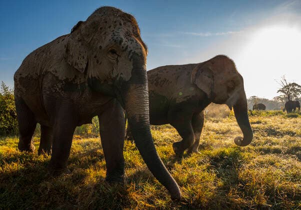 two elephant s at animal sanctuary in the golden triangle Mueang Chiang Rai, ?.????????, Thailand CR_THHE210413C-689495-01