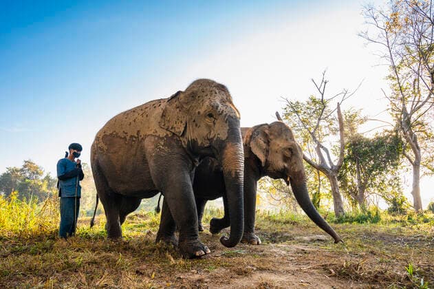 standing next to elephant s at animal sanctuary in the golden triangle Mueang Chiang Rai, ?.????????, Thailand CR_THHE210413C-689496-01 ,model released, Symbolfoto