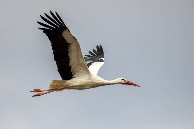 Fliegender Storch in Biebesheim Hessen. *** Flying stork in Biebesheim Hesse Copyright: xBEAUTIFULxSPORTS KJPetersx