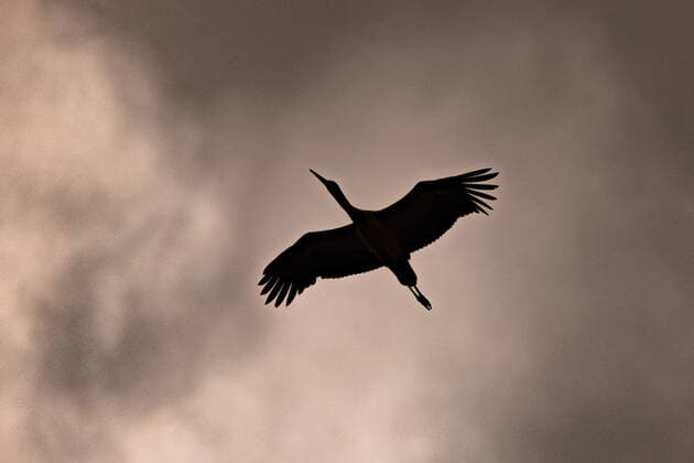 Fliegender Storch im Gegenlicht in Biebesheim Hessen - warme Stimmung im Abendrot. *** Flying stork in the backlight in Biebesheim Hesse warm atmosphere in the evening red Copyright: xBEAUTIFULxSPORTS KJPetersx