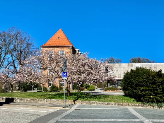 Ein in voller Blüte stehende Japanische Kirsche vor dem Gebäude des Kieler Schlosses