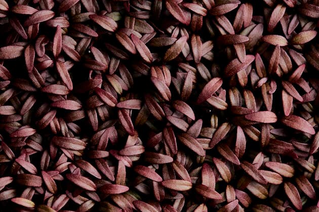 IMAGO Nature: Unsere Erde, Klimawandel, Ernährung, Pflanzen der Zukunft, Amaranth Close up of tightly packed Amaranth Aztec microgreen seedlings shot from above Microgreens Urban Farm,United Kingdom,Close up of tightly packed Amaranth Aztec microgreen seedlings shot from above  Close up of tightly packed Amaranth Aztec microgreen seedlings shot from above