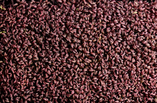 IMAGO Nature: Unsere Erde, Klimawandel, Ernährung, Pflanzen der Zukunft, Amaranth Close up of tightly packed Amaranth Aztec microgreen seedlings shot from above Microgreens Urban Farm,United Kingdom,Close up of tightly packed Amaranth Aztec microgreen seedlings shot from above  Close up of tightly packed Amaranth Aztec microgreen seedlings shot from above