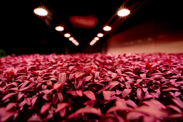 IMAGO Nature: Unsere Erde, Klimawandel, Ernährung, Pflanzen der Zukunft, Amaranth Close up of tightly packed Amaranth Aztec microgreen seedlings growing in urban farm Microgreens Urban Farm,United Kingdom,Close up of tightly packed Amaranth Aztec microgreen seedlings growing in urban farm  Close up of tightly packed Amaranth Aztec microgreen seedlings growing in urban farm