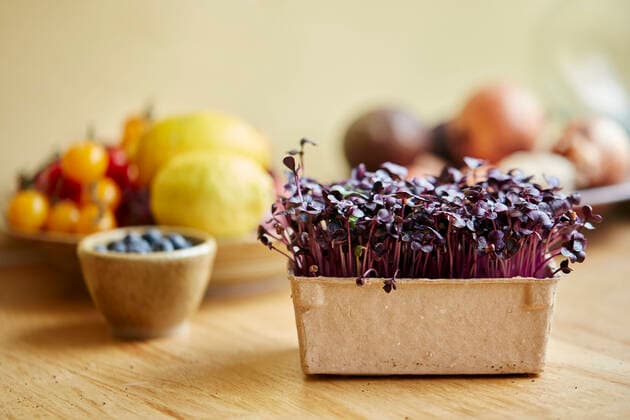 IMAGO Nature: Unsere Erde, Klimawandel, Ernährung, Pflanzen der Zukunft, Amaranth Microgreens growing at home Micro Greens at Home,United Kingdom,Microgreens growing at home  Microgreens growing at home