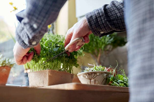 Harvesting microgreens using scissors at home for salad Micro Greens at Home,United Kingdom,Harvesting microgreens using scissors at home for salad  Harvesting microgreens using scissors at home for salad