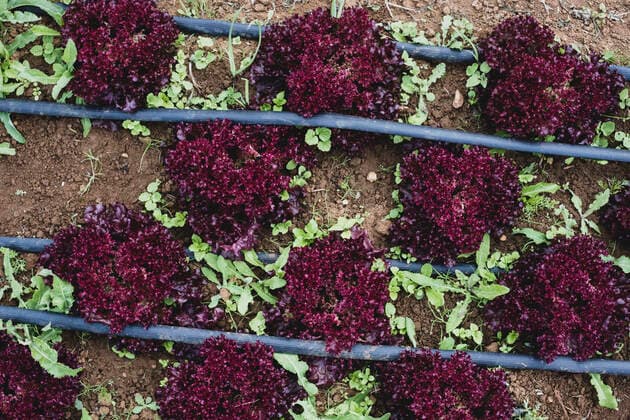 IMAGO Creative: Klimawandel - Umwelterziehung High angle close up of rows of red leaf lettuce in a field. Tiddington,United Kingdom,High angle close up of rows of red leaf lettuce in a field.  High angle close up of rows of red leaf lettuce in a field.