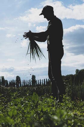 Farmer standing in a field holding freshly picked spring onions. Tiddington,United Kingdom,Farmer standing in a field holding freshly picked spring onions.  Farmer standing in a field holding freshly picked spring onions.
