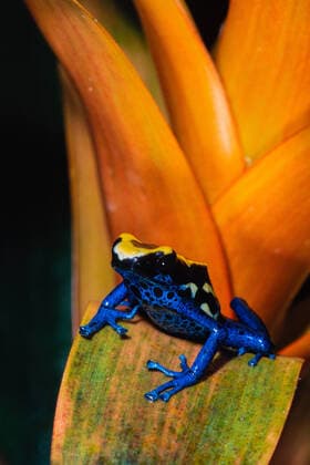 The Dyeing Poison Frog, Dendrobates tinctorius, is found in the tropical rainforests of Guyana, Suriname, French Guiana, and Brazil. Copyright: xJonxG.xFullerx JGF-frogs-Dyeing Poison Frog-7437