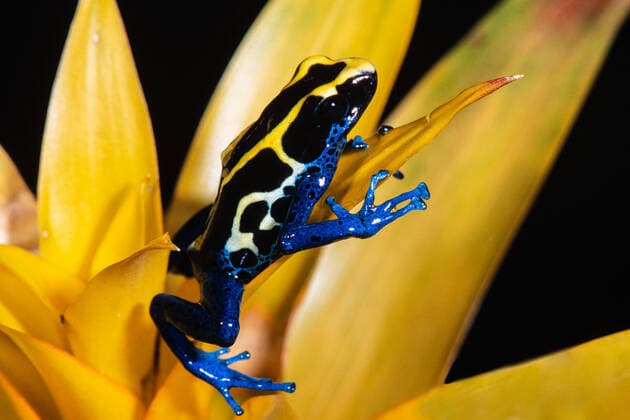 The Dyeing Poison Frog, Dendrobates tinctorius, is found in the tropical rainforests of Guyana, Suriname, French Guiana, and Brazil. Copyright: xJonxG.xFullerx JGF-frogs-Dyeing Poison Frog-7441