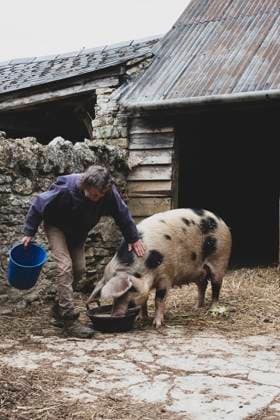 IMAGO Creative, Biodynamische Landwirtschaft Woman stroking Gloucester Old Spot sow outside a sty, feeding from bowl. Tiddington,United Kingdom,Woman stroking Gloucester Old Spot sow outside a sty, feeding from bowl.  Woman stroking Gloucester Old Spot sow outside a sty, feeding from bowl.