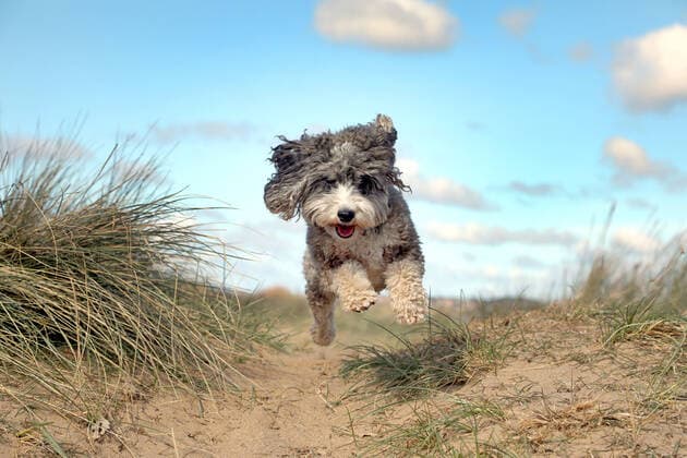 Bilder des Jahres 2021, Entertainment 04 April Entertainment Themen der Woche KW15 Entertainment Bilder des Tages Cookie the cockapoo dog enjoys a run along the sand dunes in Heacham, Norfolk, as warmer weather is forecast. 