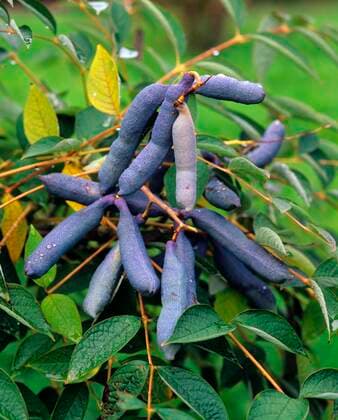 IMAGO Nature: Unsere Erde: Pflanzenwelt: Hässliche Pflanzen Blauschoten (Decaisnea fargesii), Fingerfruchtgewaechse, Lardizabalaceae *** Blue pods Decaisnea fargesii , Fingerfruit family, Lardizabalaceae Copyright: imageBROKER/H.xReinhard iblrni05207534.jpg