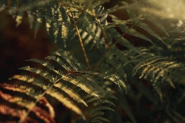IMAGO Creative, Sommer, Schatten-Pl?tze bei Hitze Green leaves of fern plant growing in shadow in forest on sunny day Copyright: xAlbertoxOrtegax Model Released