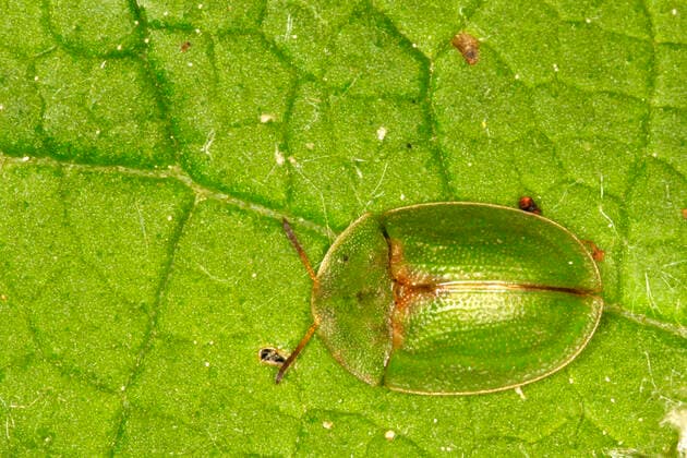IMAGO Nature: Unsere Erde, Tiere, Tierische Meister der Tarnung Distel-Schildkaefer, Distelschildkaefer (Cassida rubiginosa), sitzt auf einem Blatt, Oesterreich Thistle tortoise beetle (Cassida rubiginosa), sits on a leaf, Austria BLWS642205 *** Thistle tortoise beetle Cassida rubiginosa , sits on a leaf, Austria Thistle tortoise beetle Cassida rubiginosa , sits on a leaf, Austria BLWS642205 Copyright: xblickwinkel McPHOTO A.xSchauhuberx