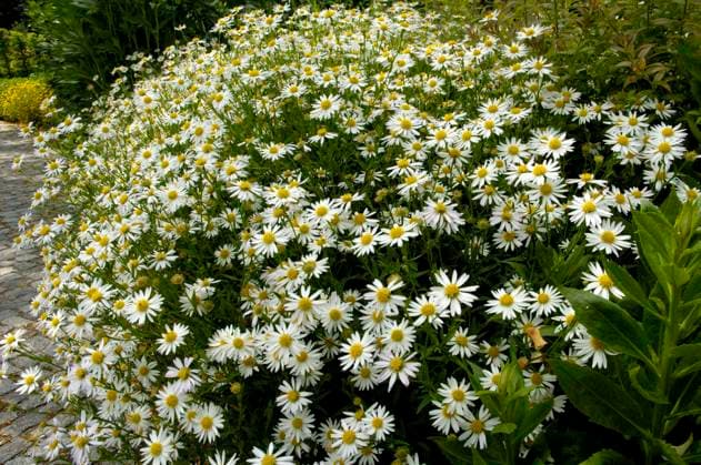 Japanische (Aster) (Kalimeris incisa) *** Japanese aster Kalimeris incisa Copyright: imageBROKER O.xDiez ibldzo05150854.jpg