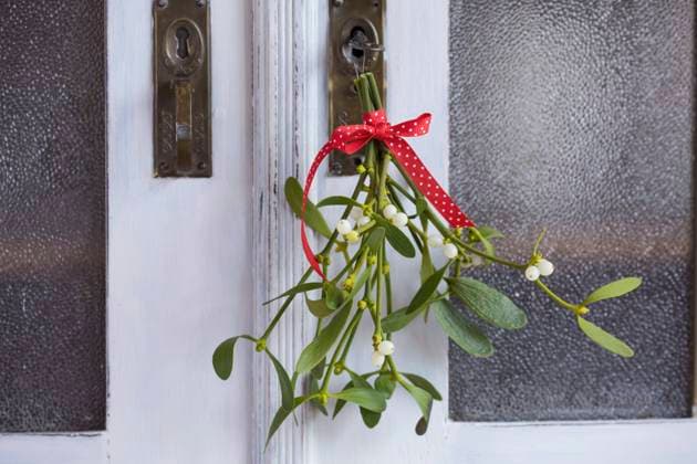 Laubholz-Mistel, Laubholzmistel (Viscum album subsp. album, Viscum album), Mistel-Straeusschen, Dekoration an einer Schranktuer, Deutschland mistletoe (Viscum album subsp. album, Viscum album), small bouquet of mistletoes, decoration at a wardrobe door, Germany BLWS642493 *** Mistletoe Viscum album subsp album, Viscum album , small bouquet of mistletoes, decoration at a wardrobe door, Germany BLWS642493 Copyright: xblickwinkel F.xHeckerx