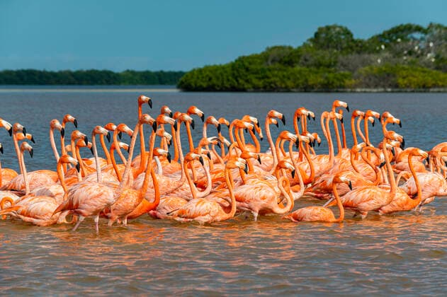 American flamingo (Phoenicopterus ruber), Rio Celestun UNESCO Biosphere Reserve, Yucatan, Mexico, North America Copyright: MichaelxRunkel 1184-5366