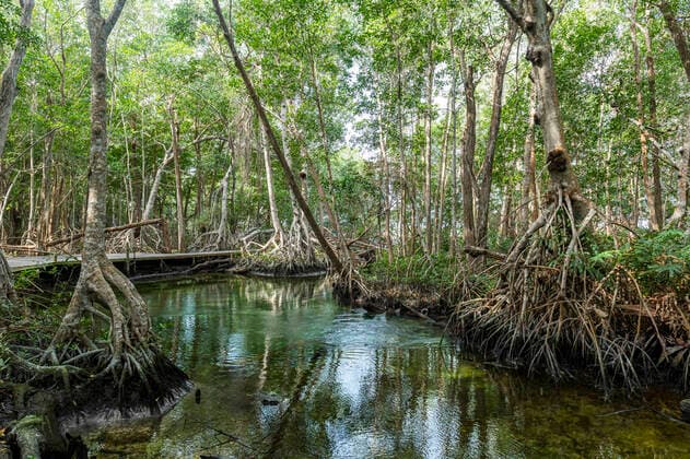 Mangoves in the Rio Celestun UNESCO Biosphere Reserve, Yucatan, Mexico, North America Copyright: MichaelxRunkel 1184-5367