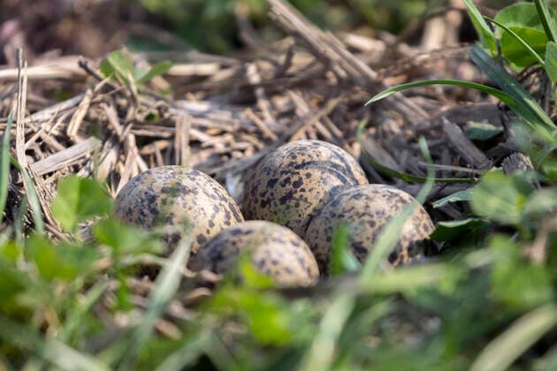 IMAGO Nature: Unsere Erde, Tiere, Tierische Meister der Tarnung Kiebitz (Vanellus vanellus), Gelege mit vier Eiern in einer Wiese, Deutschland, Bayern northern lapwing (Vanellus vanellus), clutch with four eggs in a meadow, Germany, Bavaria BLWS642382 *** Northern lapwing Vanellus vanellus , clutch with four eggs in a meadow, Germany, Bavaria BLWS642382 Copyright: xblickwinkel R.xSturmx