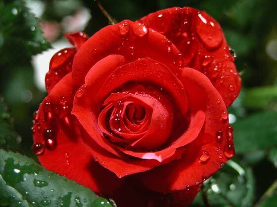rote Rose mit Wassertropfen red rose with wtaerdrops BLWS642738