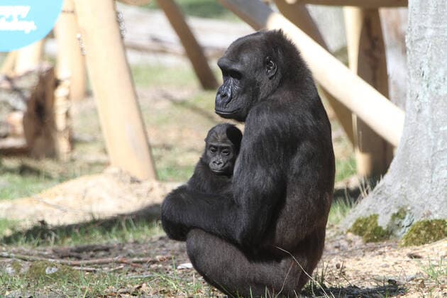 Bilder des Jahres 2021, Entertainment 04 April Entertainment Themen der Woche KW16 Entertainment Bilder des Tages Vor-Ort-Pressetermin am Freitag (23.04.2021) im Zoo der Stadt Rostock bei dem Gorillajungen Moyo (das Herz) und seiner Mutter Zola. Der Herzensbrecher Nr. 1 im Zoo der Hansestadt feiert am 23. April seinen ersten Geburtstag. Aus diesem Anlass gab es im Verlauf des Tages von dem Premiumpartner des Zoos, den örtlichen Stadtwerken, für den Affen ein Geschenk. Die Stadtwerke Rostock als Paten der Gorillagruppe um Silberrücken Assumbo zählen seit 2004 zu den Hauptsponsoren des Rostocker Zoos für Natur- und Artenschutz und leisten damit einen wichtigen Beitrag zur Unterhaltung und Fortentwicklung der größten Freizeiteinrichtung der Hanse- und Universitätsstadt und des Landes. *** On site press appointment on Friday 23 04 2021 in the zoo of the c