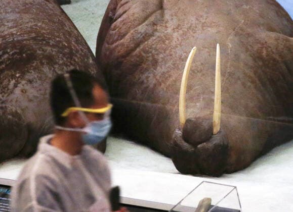Coronavirus in den USA, Impfzentrum im American Museum of Natural History in New York Healthcare workers attend to people who arrive to be vaccinated under the famous 94-foot-long model of a blue whale when the American Museum of Natural History is transformed into a mass vaccination site at the AMNH in New York City on Friday, April 23, 2021.  NYP20210423106 JohnxAngelillo