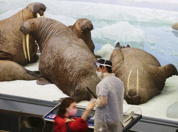 Coronavirus in den USA, Impfzentrum im American Museum of Natural History in New York Healthcare workers attend to people who arrive to be vaccinated under the famous 94-foot-long model of a blue whale when the American Museum of Natural History is transformed into a mass vaccination site at the AMNH in New York City on Friday, April 23, 2021.  NYP20210423109 JohnxAngelillo