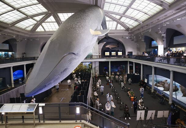 Coronavirus in den USA, Impfzentrum im American Museum of Natural History in New York Healthcare workers attend to people who arrive to be vaccinated under the famous 94-foot-long model of a blue whale when the American Museum of Natural History is transformed into a mass vaccination site at the AMNH in New York City on Friday, April 23, 2021.  NYP20210423115 JohnxAngelillo