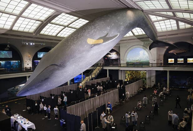 News Bilder des Tages Coronavirus in den USA, Impfzentrum im American Museum of Natural History in New York Healthcare workers attend to people who arrive to be vaccinated under the famous 94-foot-long model of a blue whale when the American Museum of Natural History is transformed into a mass vaccination site at the AMNH in New York City on Friday, April 23, 2021.  NYP20210423117 JohnxAngelillo