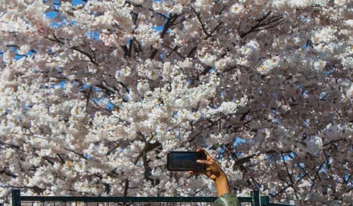 (210423) -- TORONTO, April 23, 2021 -- A woman takes photos of cherry blossoms in Toronto, Canada, on April 23, 2021. (Photo by Xinhua) CANADA-TORONTO-CHERRY BLOSSOM ZouxZheng 