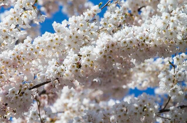 News Bilder des Tages (210423) -- TORONTO, April 23, 2021 -- Blooming cherry blossoms are seen in Toronto, Canada, on April 23, 2021. (Photo by Xinhua) CANADA-TORONTO-CHERRY BLOSSOM ZouxZheng 