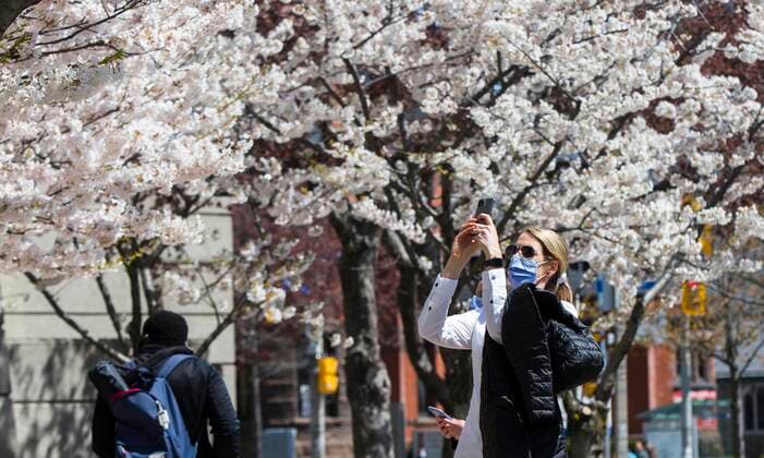 (210423) -- TORONTO, April 23, 2021 -- A woman wearing a face mask takes photos of cherry blossoms in Toronto, Canada, on April 23, 2021. (Photo by Xinhua) CANADA-TORONTO-CHERRY BLOSSOM ZouxZheng 