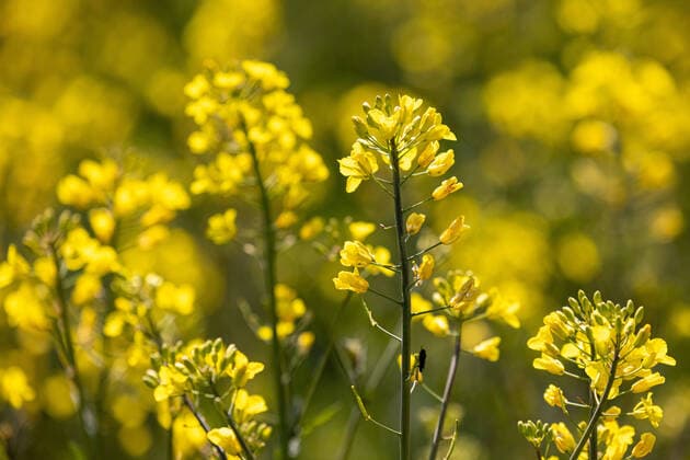 IMAGO Nature: Unsere Erde, Energiequellen, Biomasse Bluehendes Rapsfeld bei Weiterstadt im April 2021. *** Blue rape field near Weiterstadt in April 2021 Copyright: xBEAUTIFULxSPORTS KJPetersx