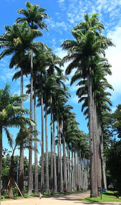 Im Botanischen Garten von Rio de Janeiro, Brasilien