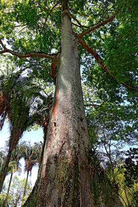 Im Botanischen Garten von Rio de Janeiro, Brasilien