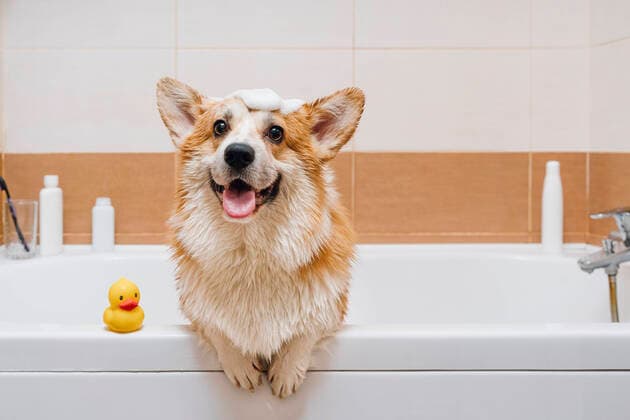 Portrait of Corgi dog standing in bathtub property released VPIF03841