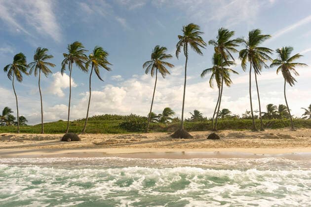 Palm trees on beach by coastline during sunny day RNF01306