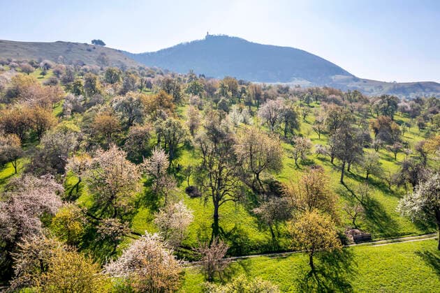 Internationaler Tag des Waldes am 21. März Baumblüte bei Owen an der Teck. In der Streuobstwiese stehen Apfelbaum und Kirschbaum in voller Blüte. Im Hintergrund die Burg Teck. 25.04.2021: Europa, Deutschland, Baden-Württemberg, Owen.