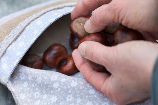 IMAGO Creative: Herbst, Kastanien sammeln Gewoehnliche Rosskastanie, Gemeine Rosskastanie (Aesculus hippocastanum), Kastanien werden in einen Kissenbezug gefuellt, koennen dann im Ofen erwaermt und als Waermekissen genutzt werden, Deutschland common horse chestnut (Aesculus hippocastanum), chestnuts are filled in a pillowcase, can then be heated in the oven and used as a warming pillow , Germany BLWS643324 *** Common horse chestnut Aesculus hippocastanum , chestnuts are filled in a pillowcase, can then be heated in the oven and used as a warming pillow , Germany BLWS643324 Copyright: xblickwinkel F.xHeckerx